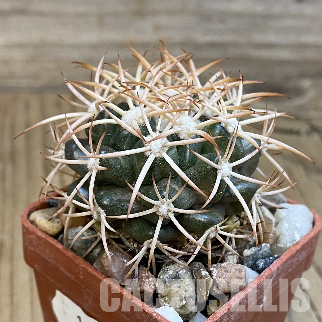 SH18089 Discocactus petr-halfari MH725 -E Juazeiro-, own roots - Image 2