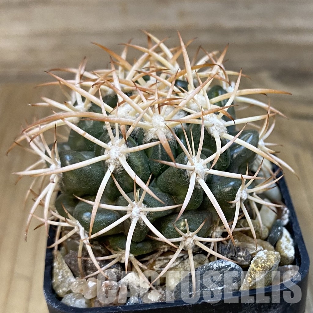 SH18813 Discocactus petr-halfari MH725, own roots - Image 2