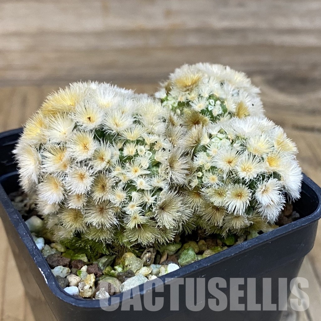 SH19318 Mammillaria carmenae 'Buddha' - Image 2