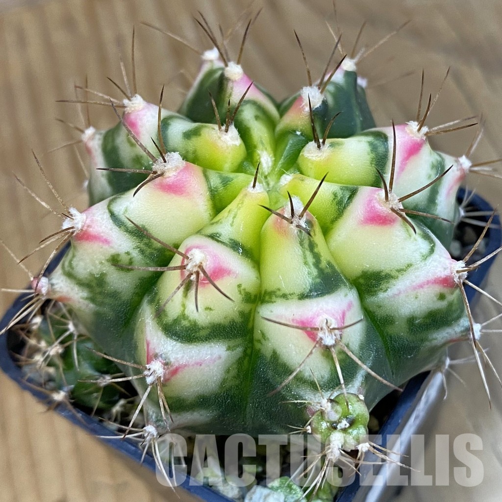 SH19788 Gymnocalycium mihanovichii ‘Flower Field’