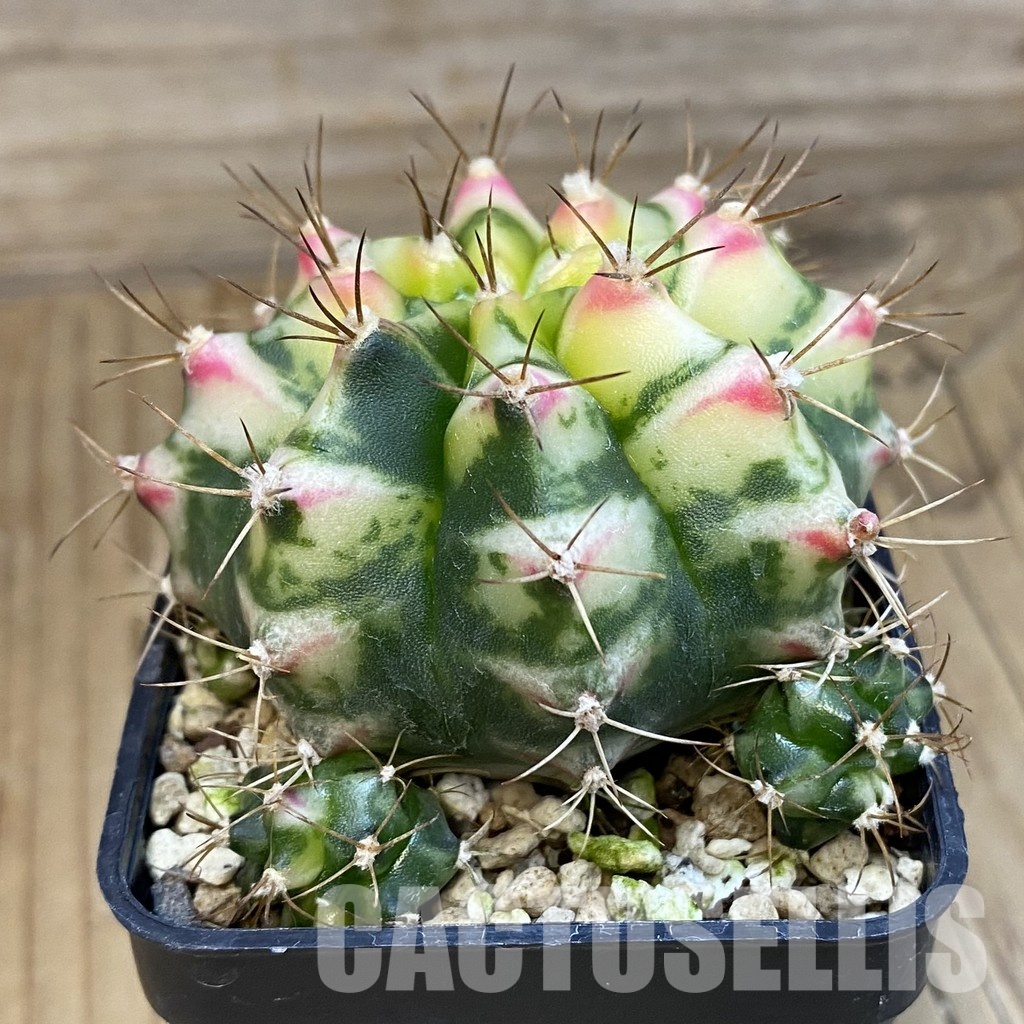 SH19788 Gymnocalycium mihanovichii ‘Flower Field’ - Image 2