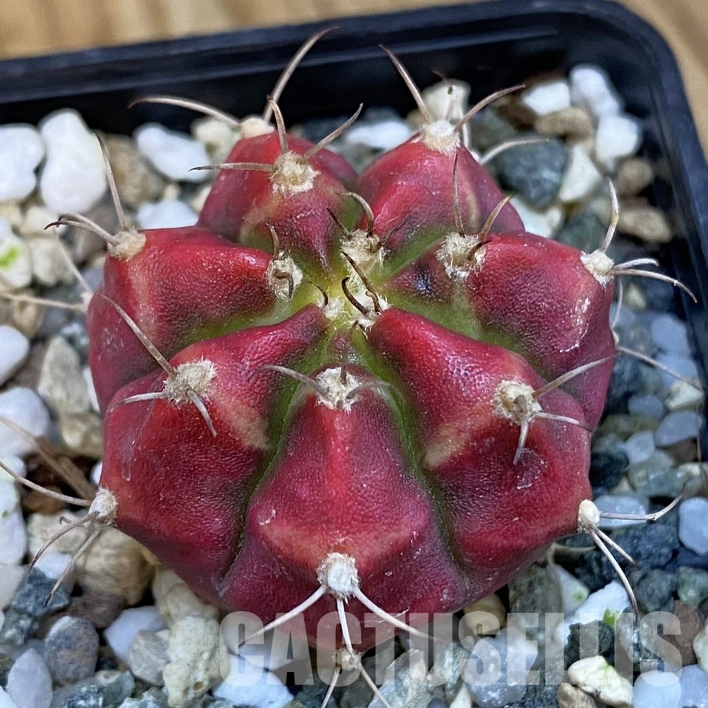SH19799 Gymnocalycium mihanovichii 'Deadpool'
