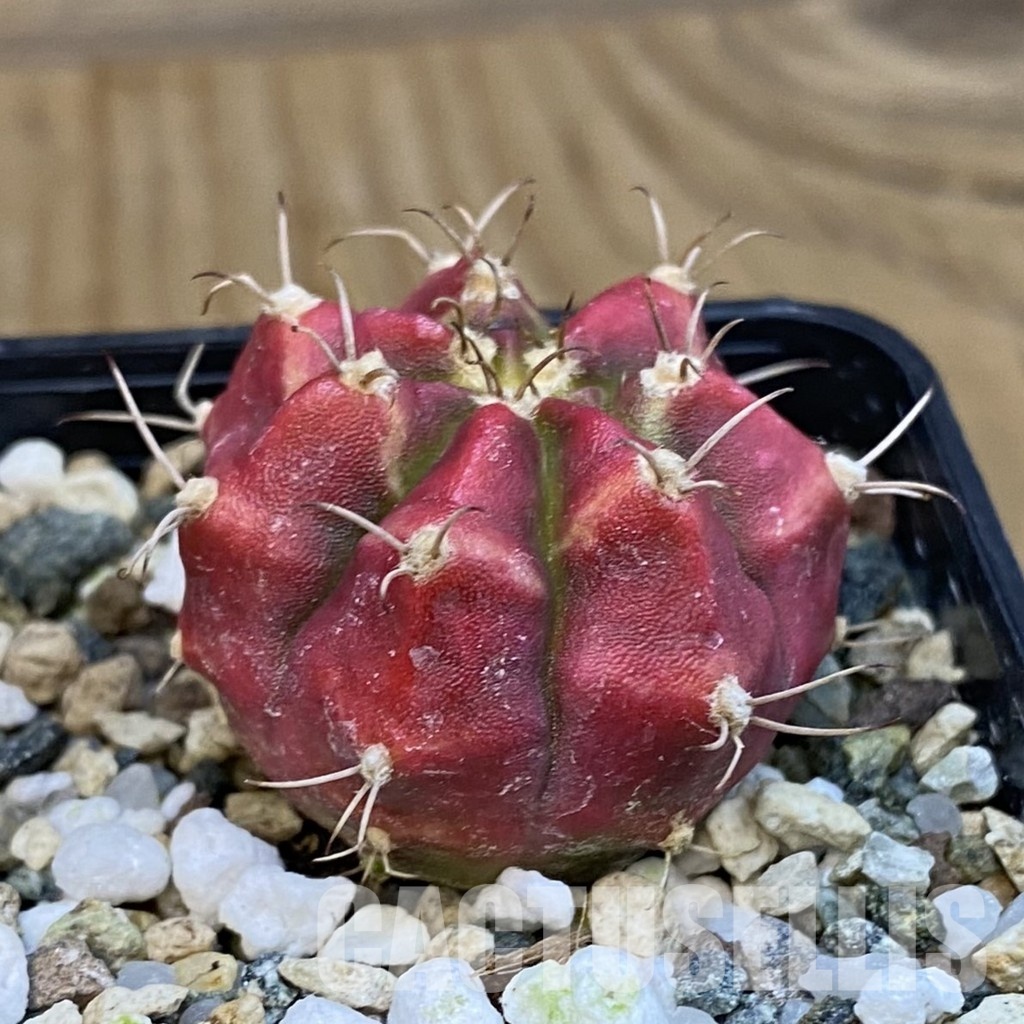 SH19799 Gymnocalycium mihanovichii 'Deadpool' - Image 2