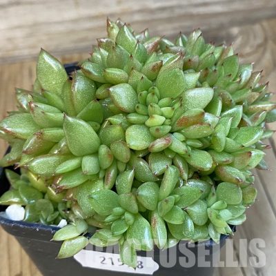 SH21558 Echeveria agavoides f. cristata