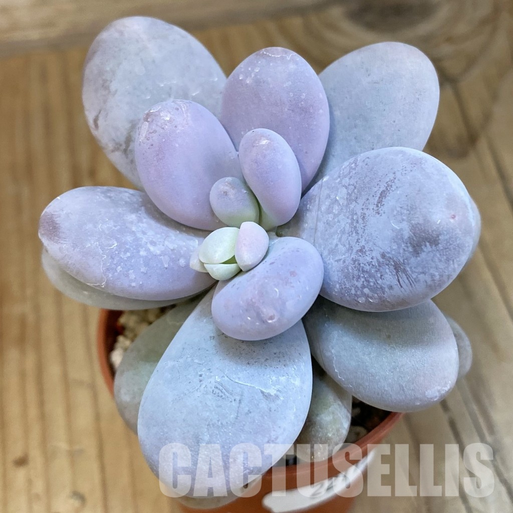 SH22113 Pachyphytum oviferum