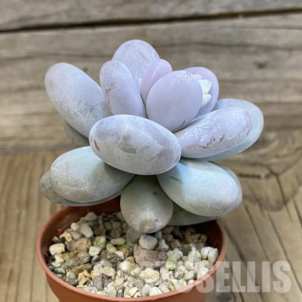 SH22113 Pachyphytum oviferum - Image 2
