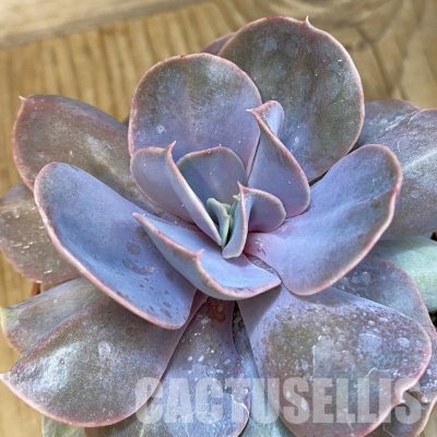 SH22122 Echeveria 'Serena'