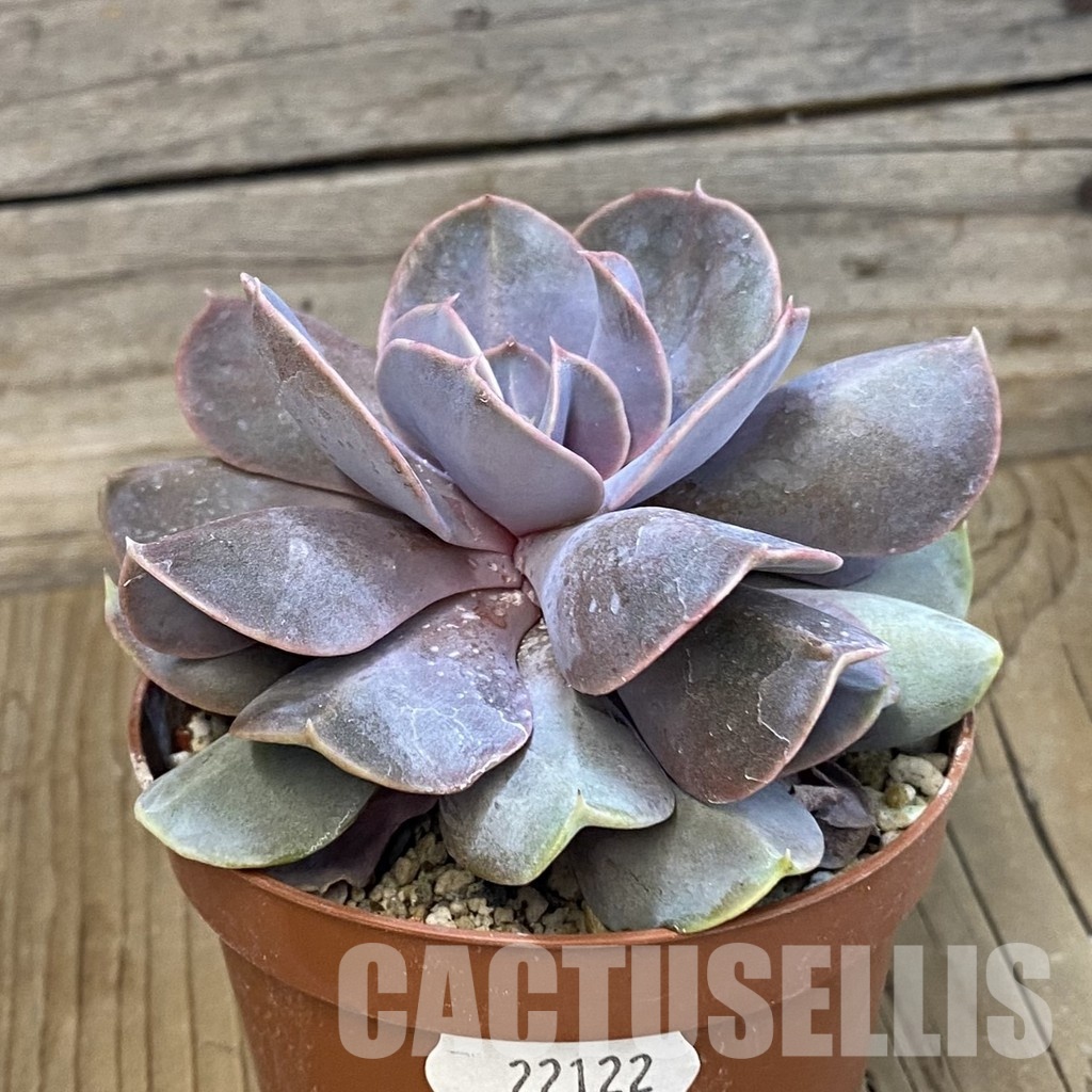 SH22122 Echeveria 'Serena' - Image 2