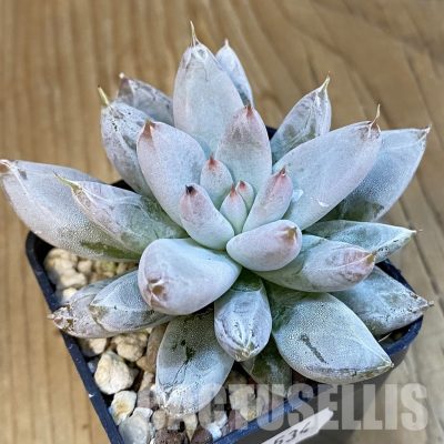 SH22534 Echeveria tolimanensis