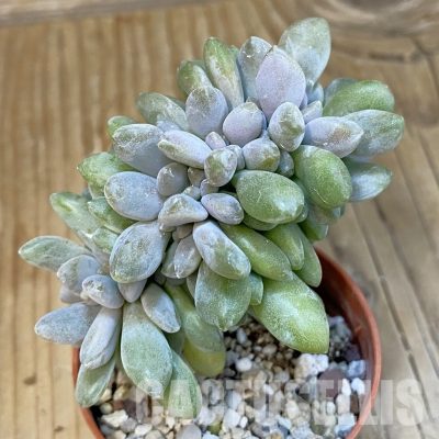 SH22918 Pachyveria ‘Clavifolia’ f. cristata