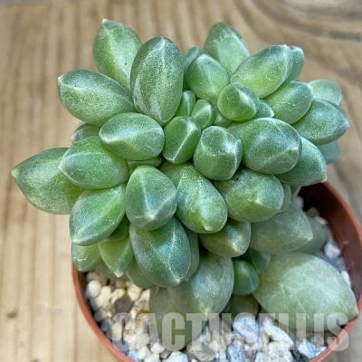 SH24860 Pachyphytum compactum f.cristata