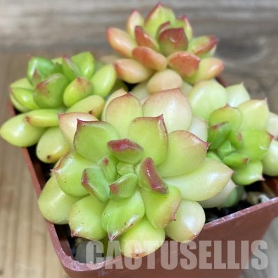 SH25106 Echeveria ‘Letizia’