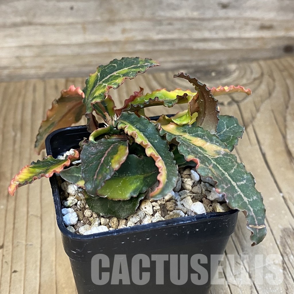 SH19899 Euphorbia francoisii f. variegata - Image 2