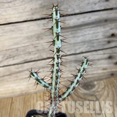 SH22732 Euphorbia aeruginosa