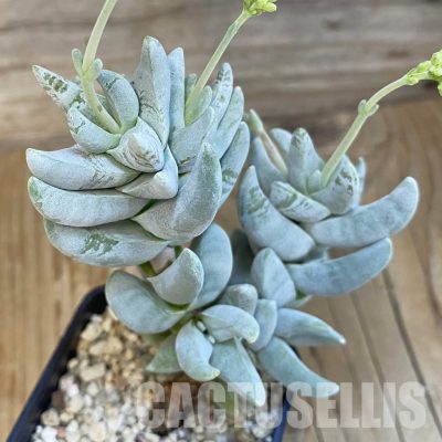 SH22703 Crassula cornuta