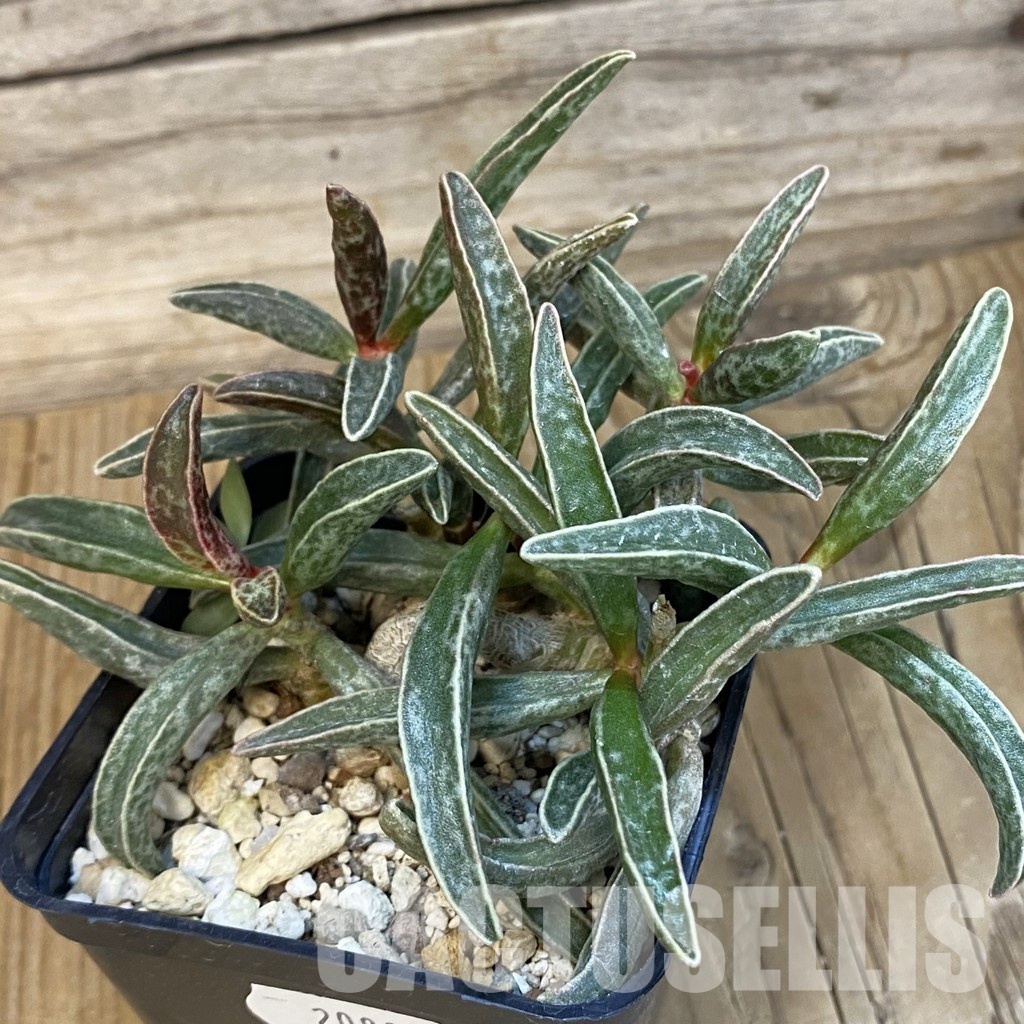 SH20886 Adromischus marianae