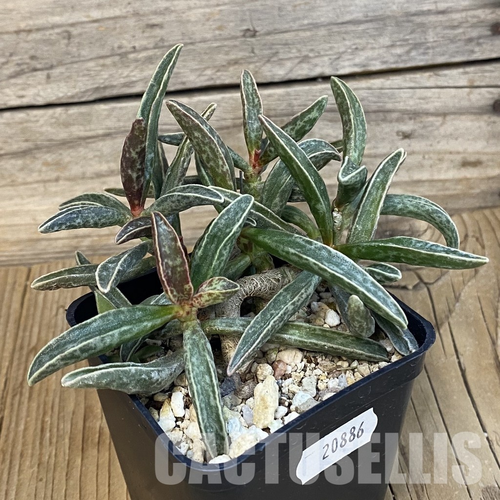 SH20886 Adromischus marianae - Image 2