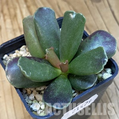 SH21479 Adromischus cooperi