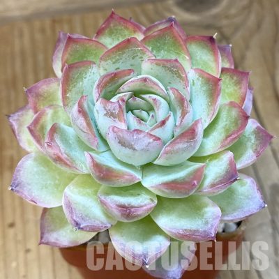 SH7446 Echeveria hybrid