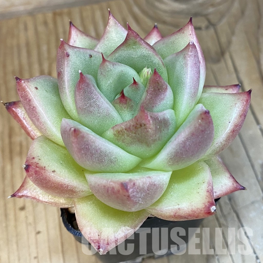 SH2941 Echeveria agavoides