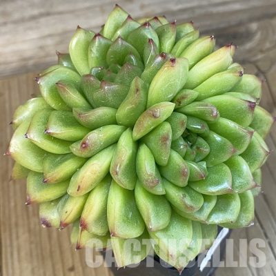 SH7850 Echeveria hybrid