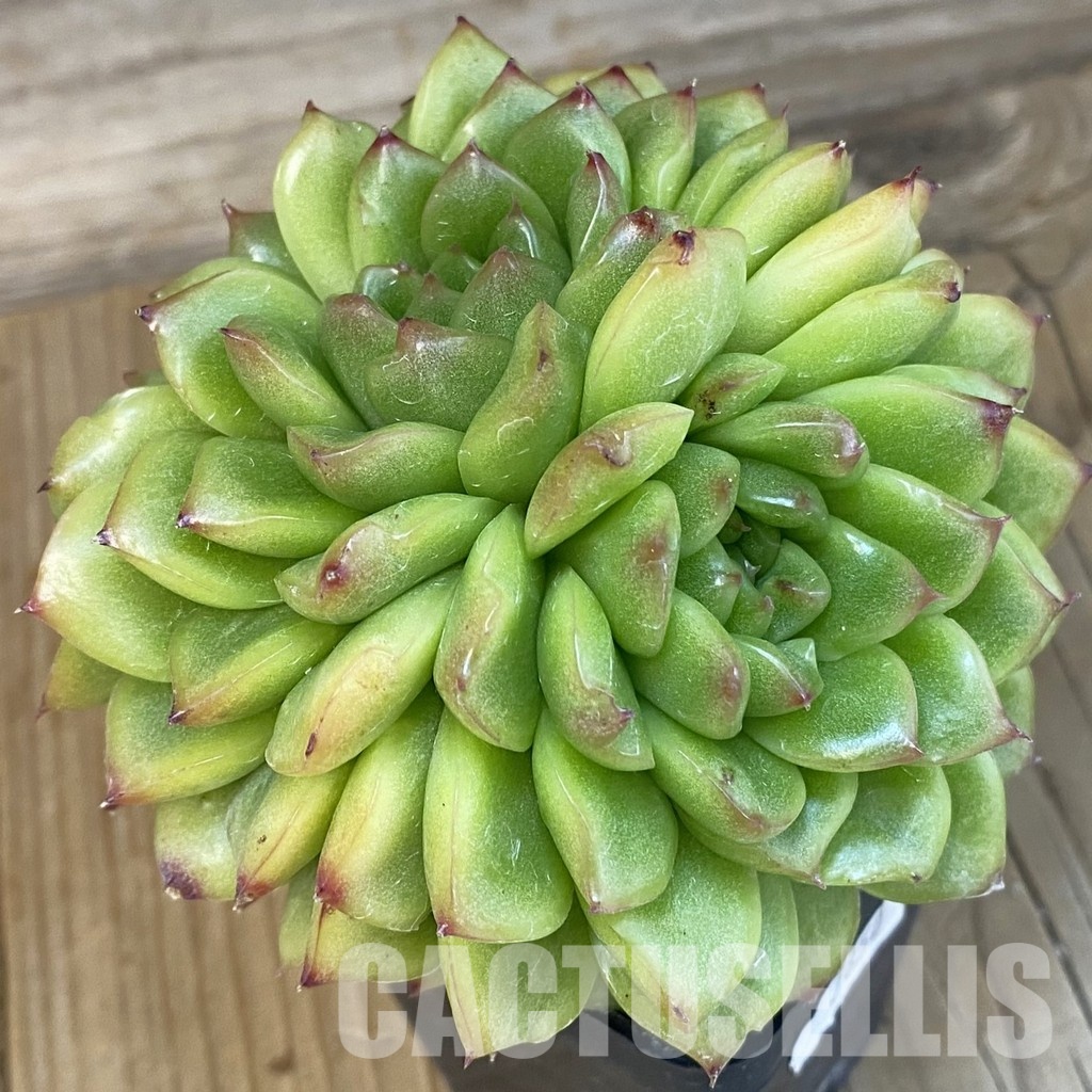 SH7850 Echeveria hybrid