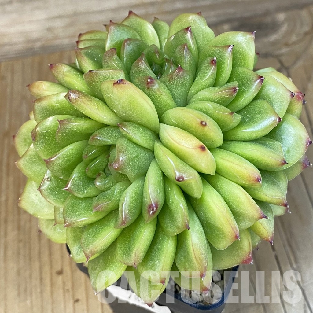 SH7850 Echeveria hybrid - Image 2