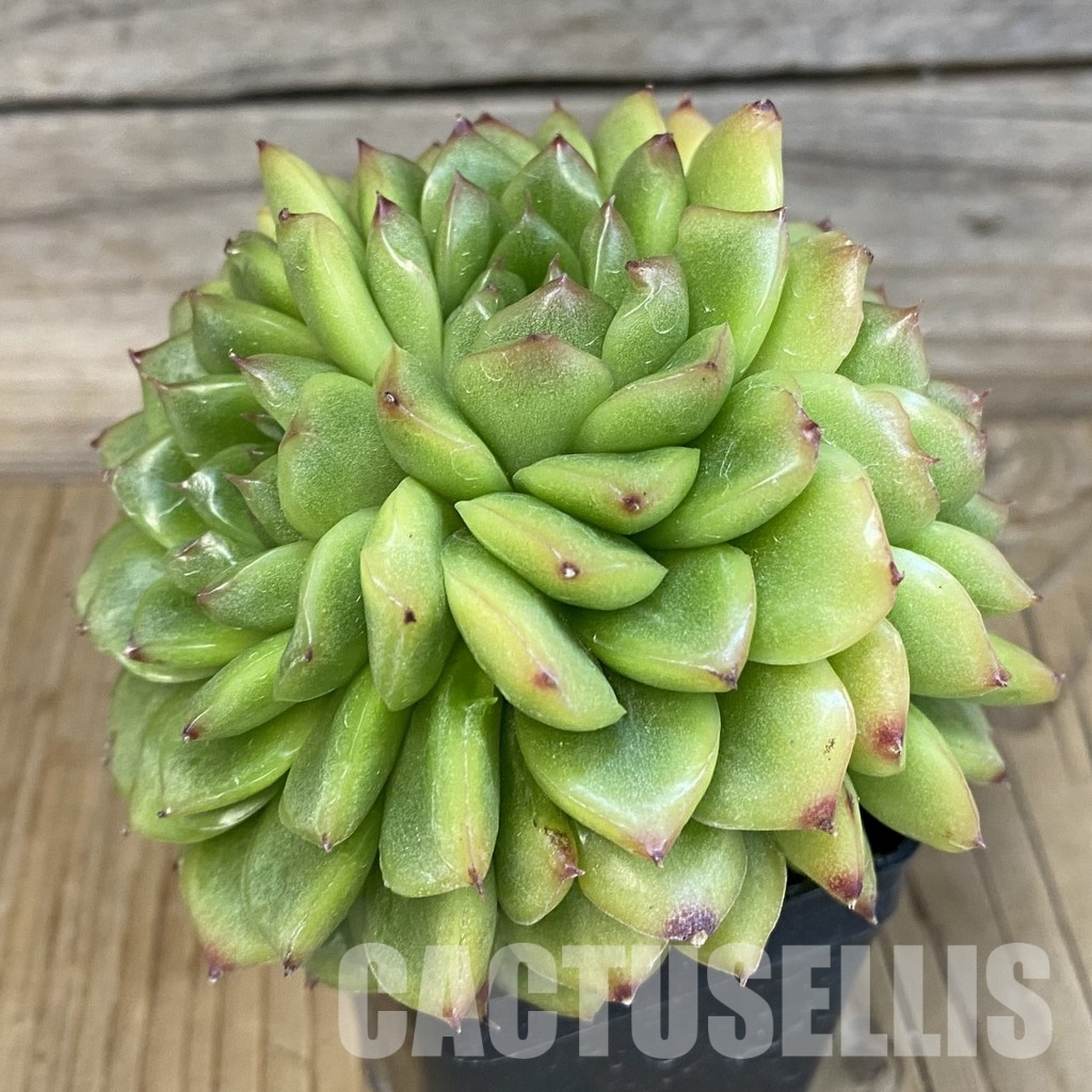 SH7850 Echeveria hybrid - Image 3