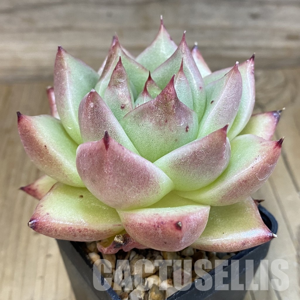 SH2941 Echeveria agavoides - Image 2