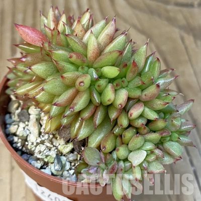 SH12408 Echeveria agavoides f. cristata