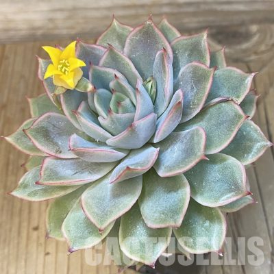 SHND14335 Echeveria hybrid