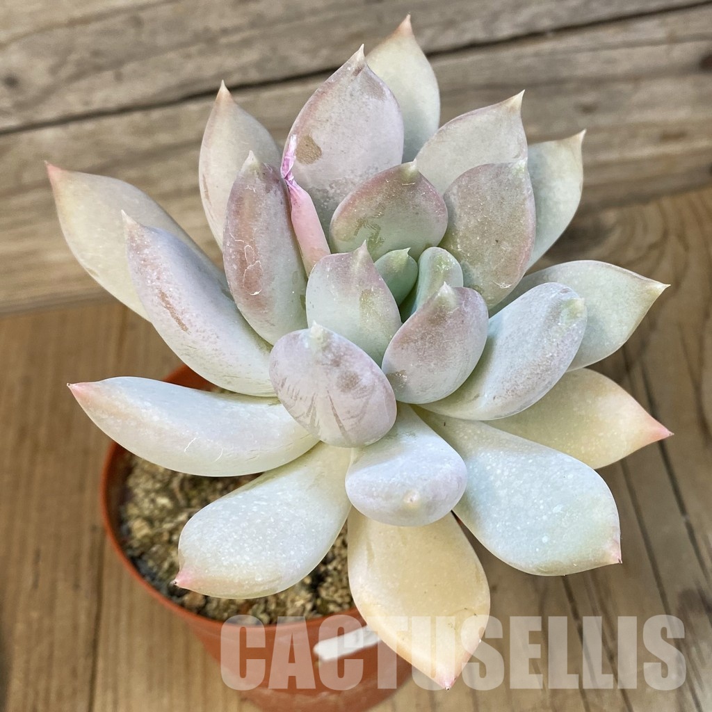 SH15359 Graptoveria ‘Opalina’