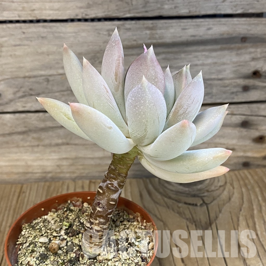 SH15359 Graptoveria ‘Opalina’ - Image 2