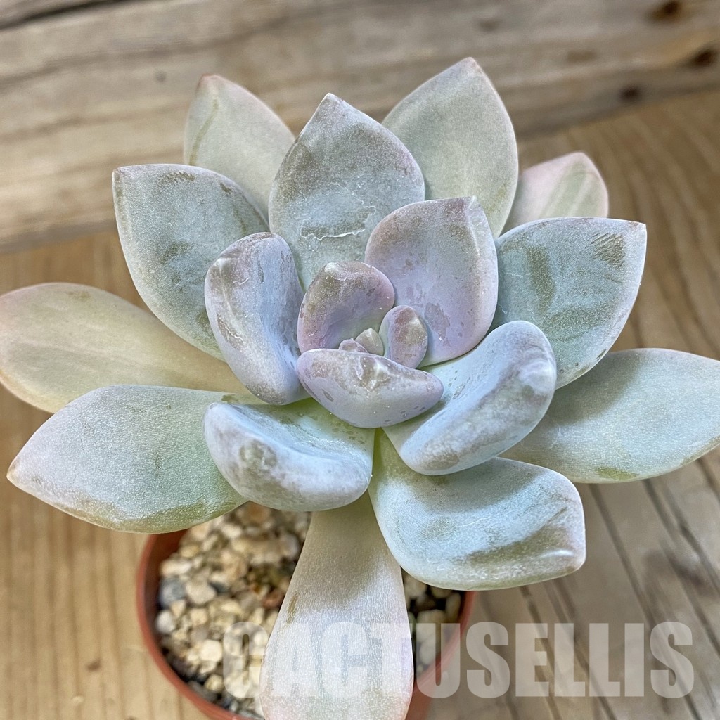 SH15391 Graptophytum 'Supreme' f. variegata