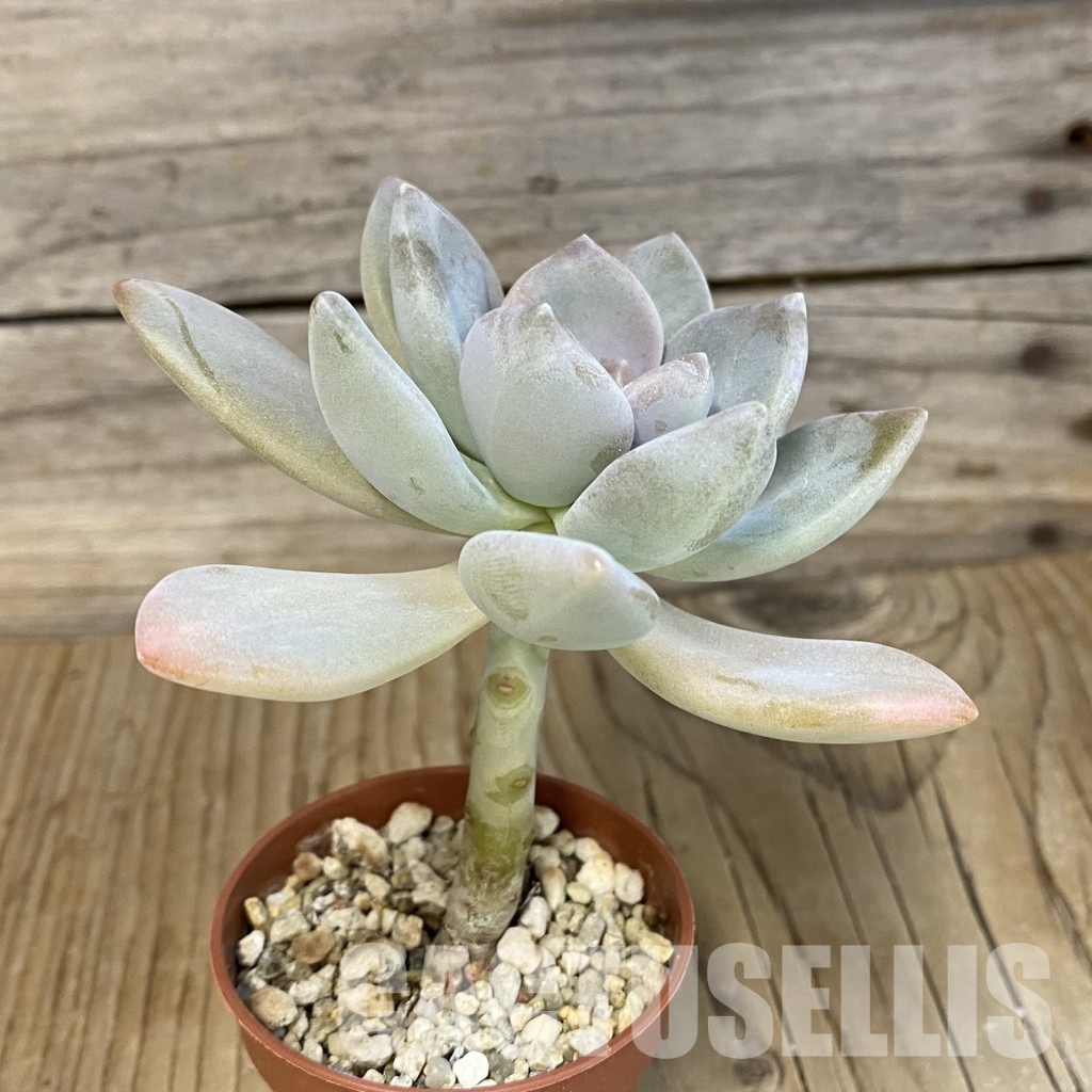 SH15391 Graptophytum 'Supreme' f. variegata - Image 2