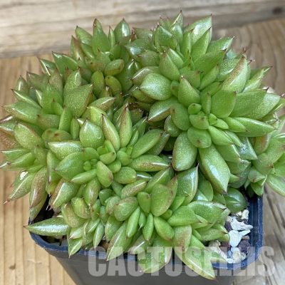 SH16962 Echeveria agavoides f. cristata