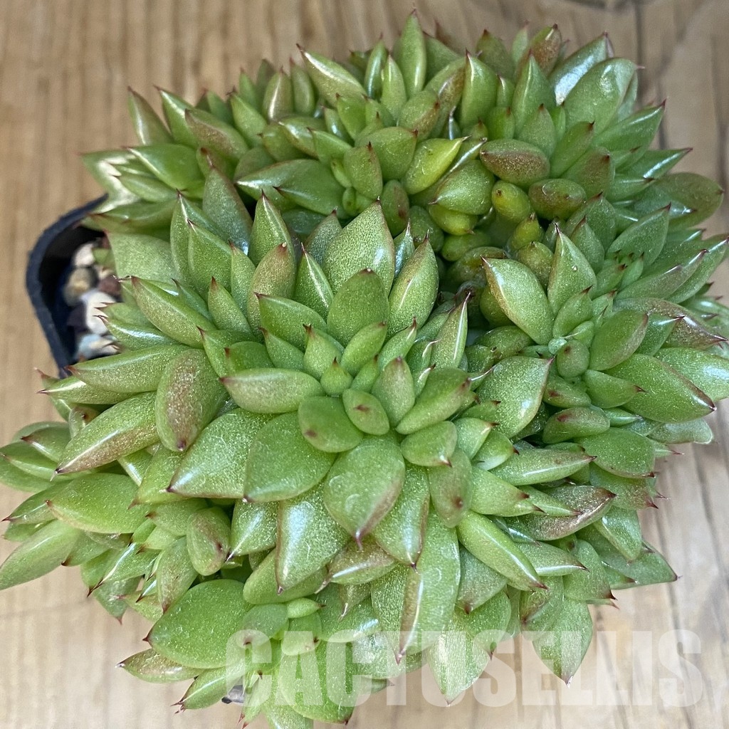 SH16962 Echeveria agavoides f. cristata - Image 2