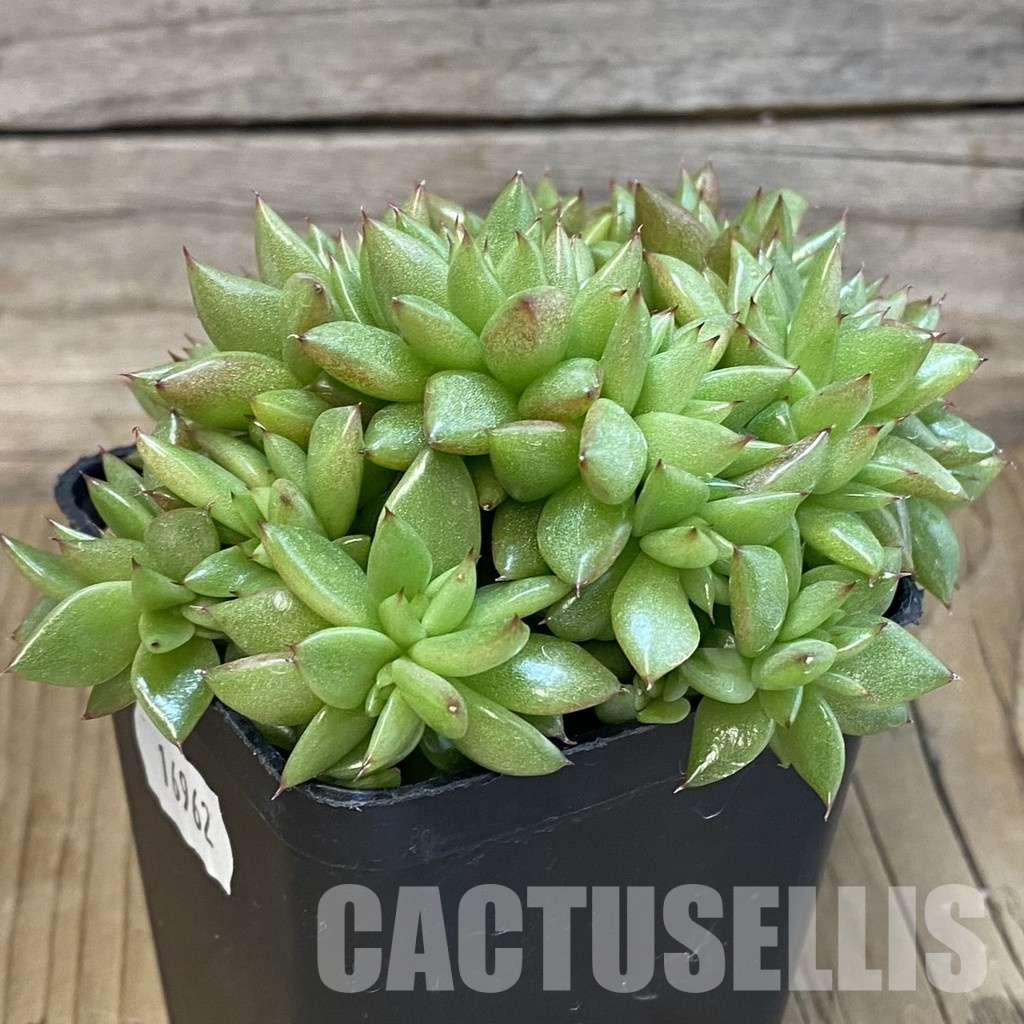 SH16962 Echeveria agavoides f. cristata - Image 3