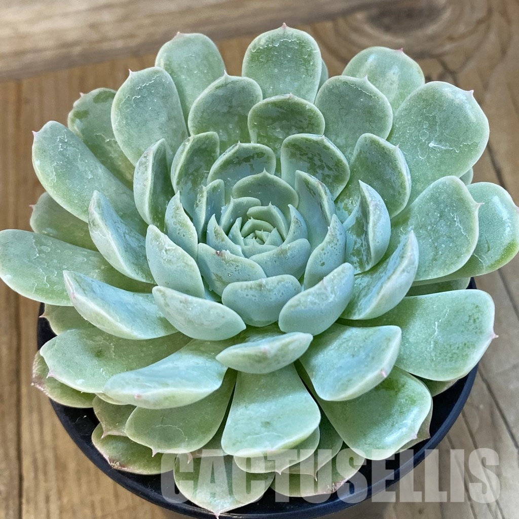 SH17006 Echeveria hybrid