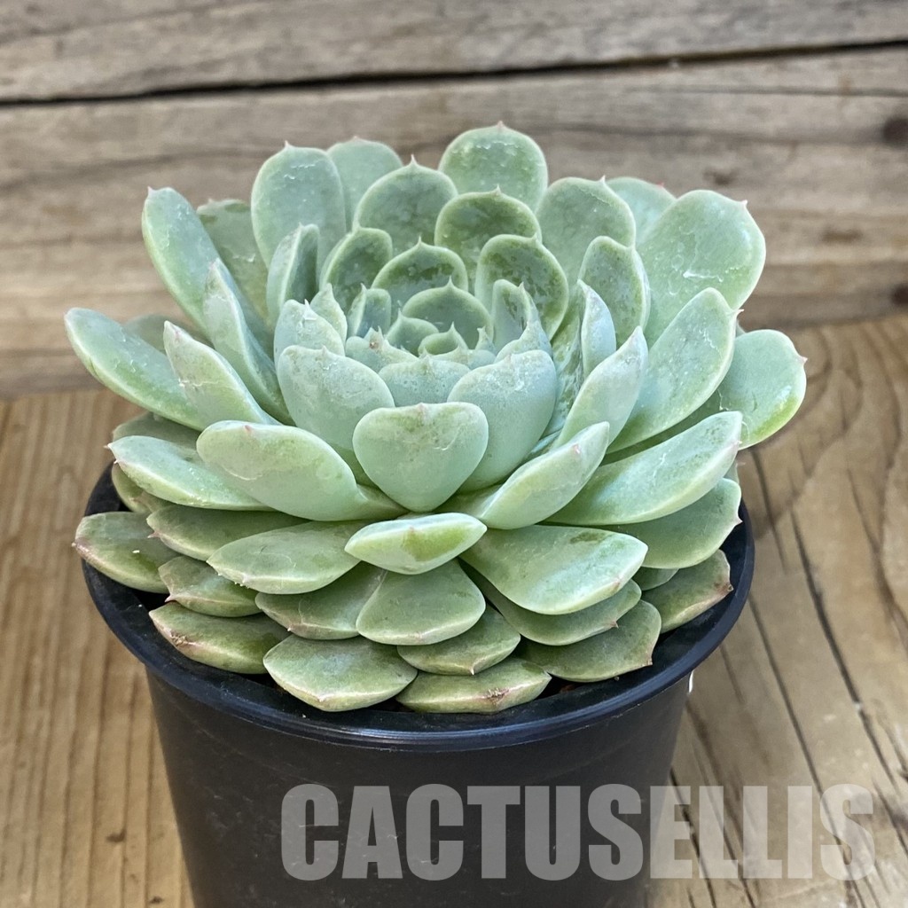 SH17006 Echeveria hybrid - Image 2
