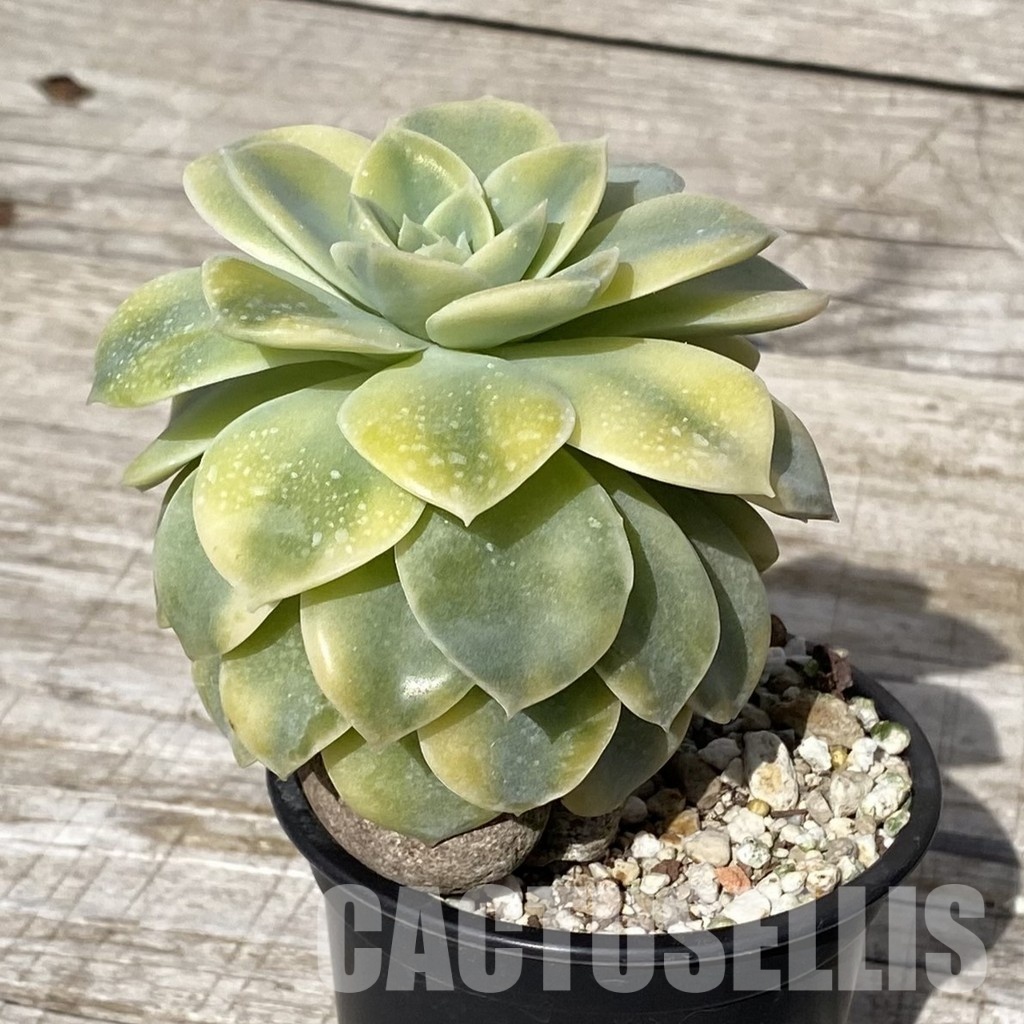 SH17873 Echeveria ‘Harry Watson’ f. variegata - Image 2