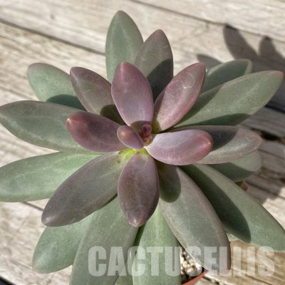 SH19067 Pachyphytum 'Diamond'