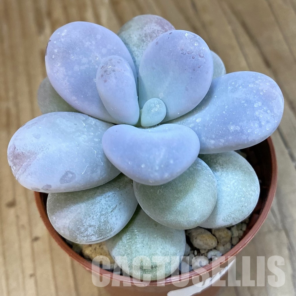 SH19072 Pachyphytum oviferum