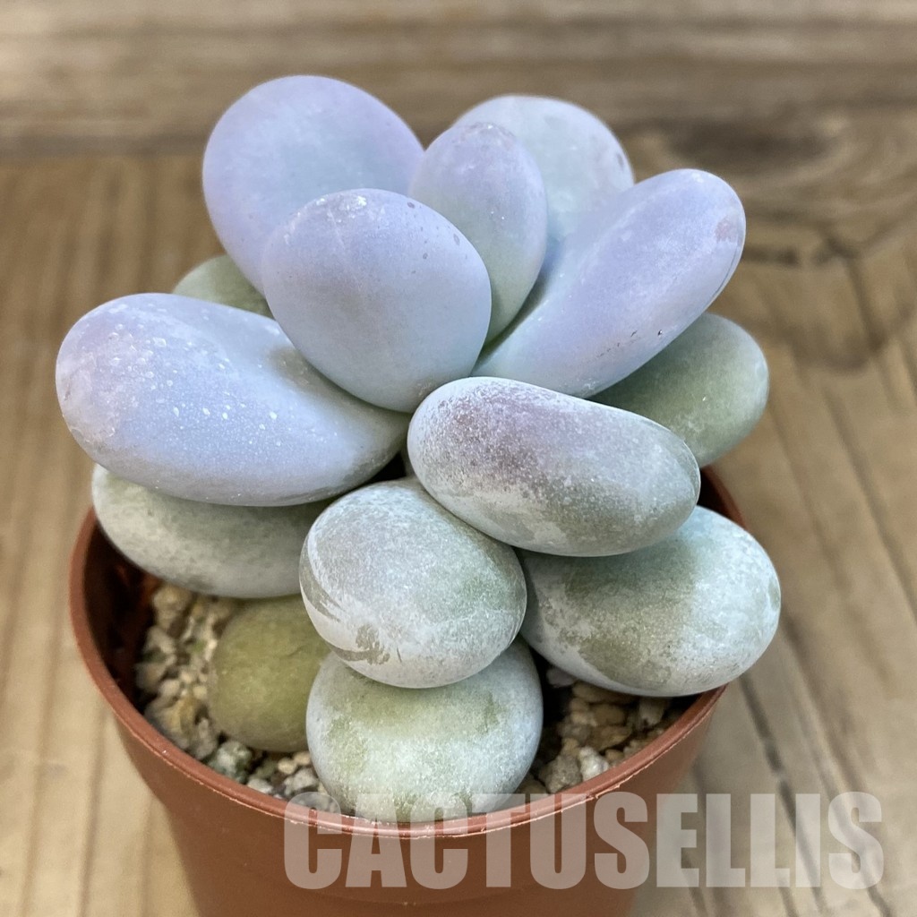 SH19072 Pachyphytum oviferum - Image 2