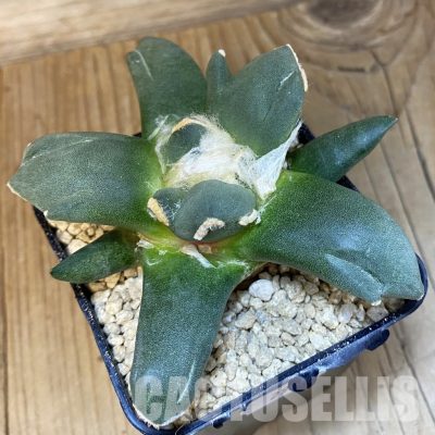 SH29338 Ariocarpus retusus 'Three Finger', own roots seedling