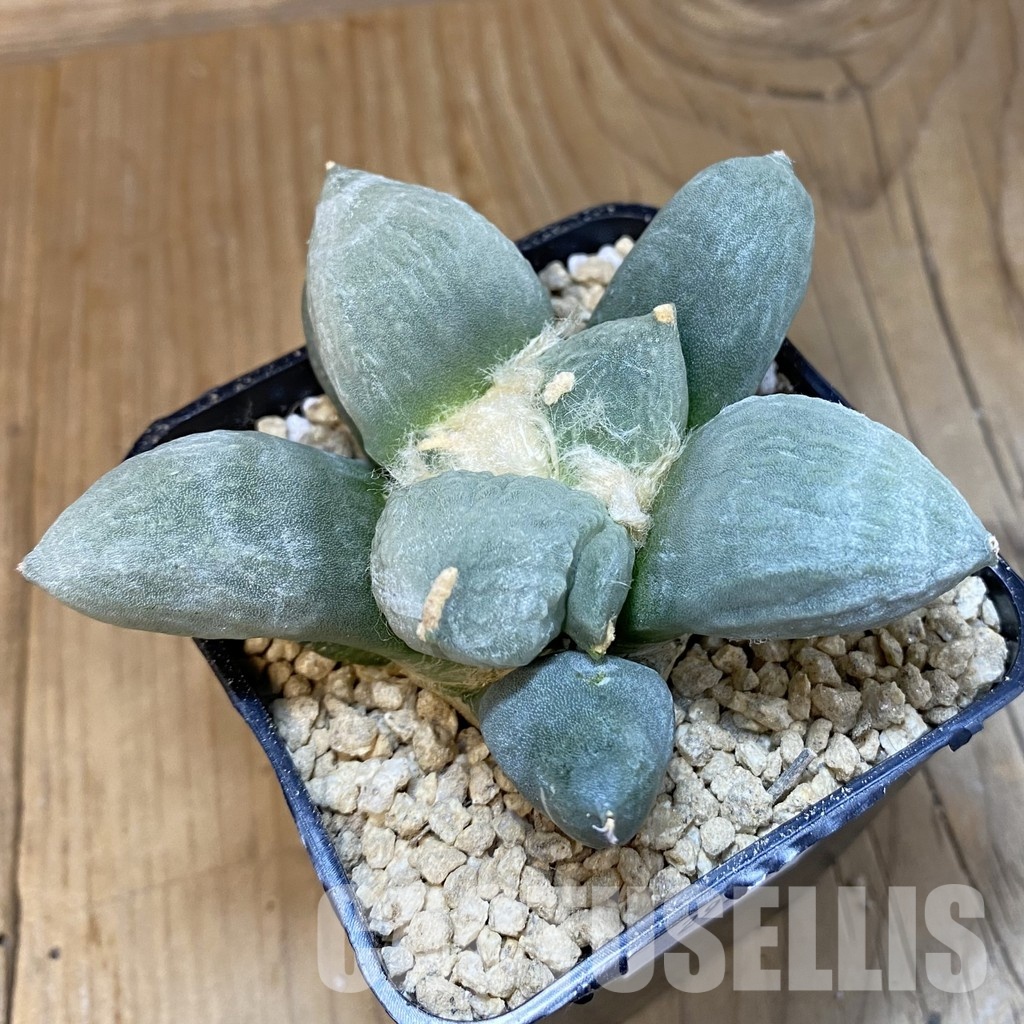 SH29345 Ariocarpus lloydii 'Latus' x Ariocarpus retusus ‘Three Finger’, own roots seedling - Image 2