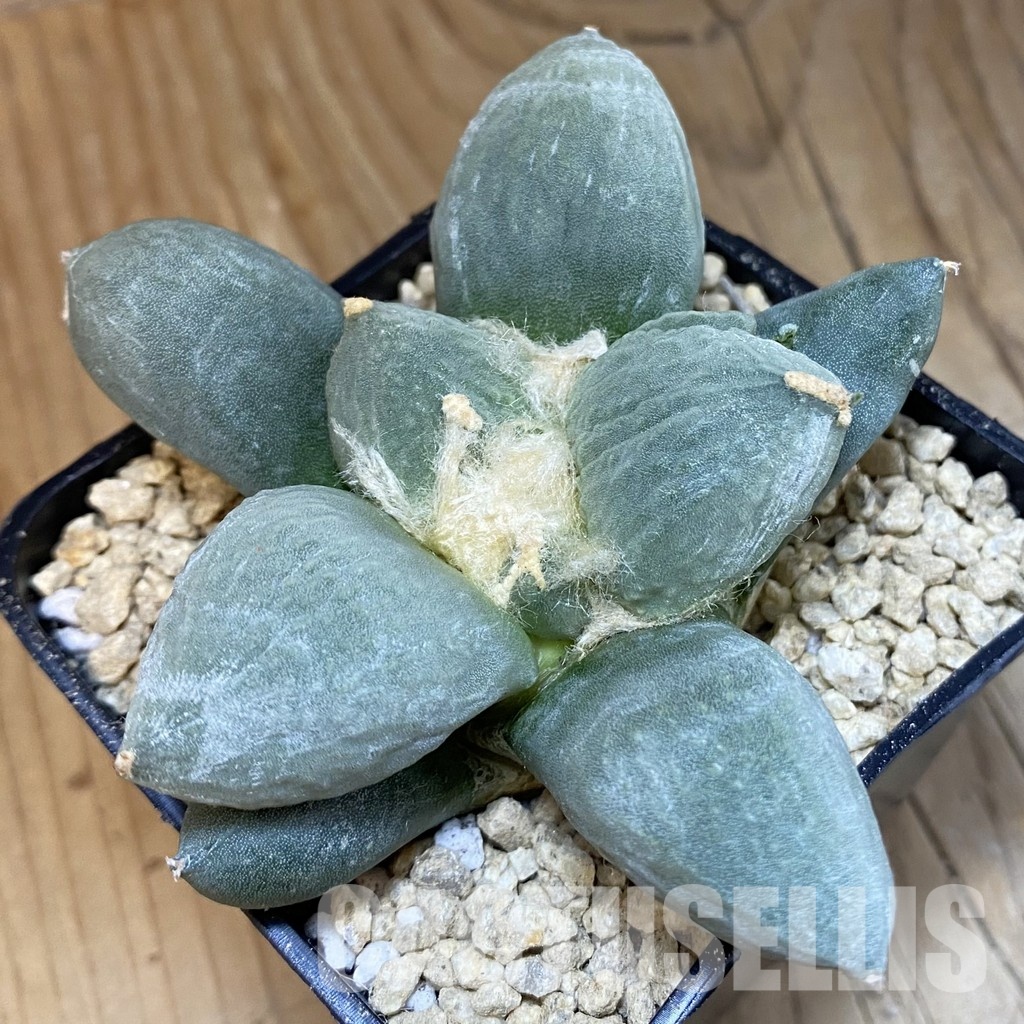 SH29345 Ariocarpus lloydii 'Latus' x Ariocarpus retusus ‘Three Finger’, own roots seedling