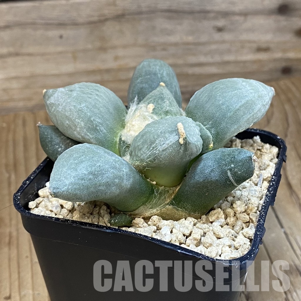 SH29345 Ariocarpus lloydii 'Latus' x Ariocarpus retusus ‘Three Finger’, own roots seedling - Image 3