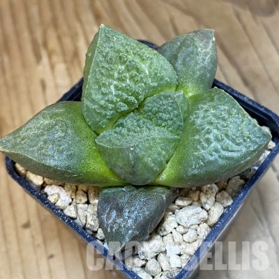 SH29349 Ariocarpus fissuratus 'Godzilla' hybrid , own roots seedling