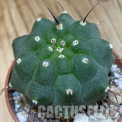 SH29311 Matucana madisoniorum